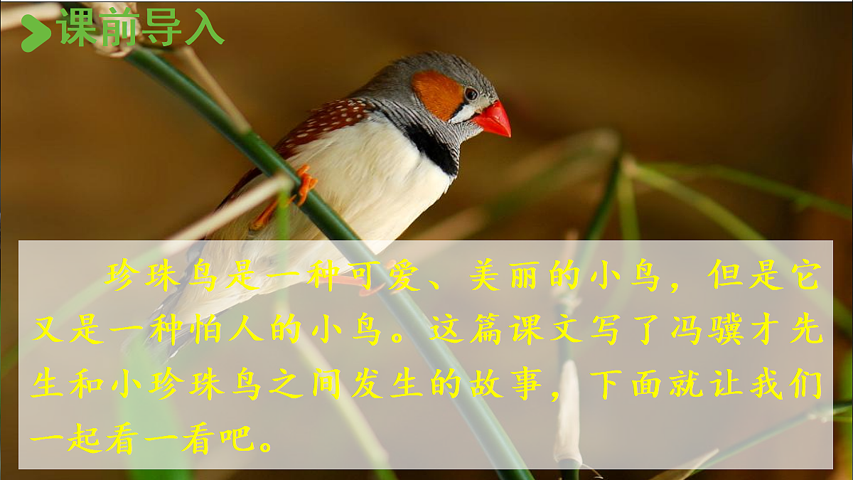 【教学课件】3.珍珠鸟第2页