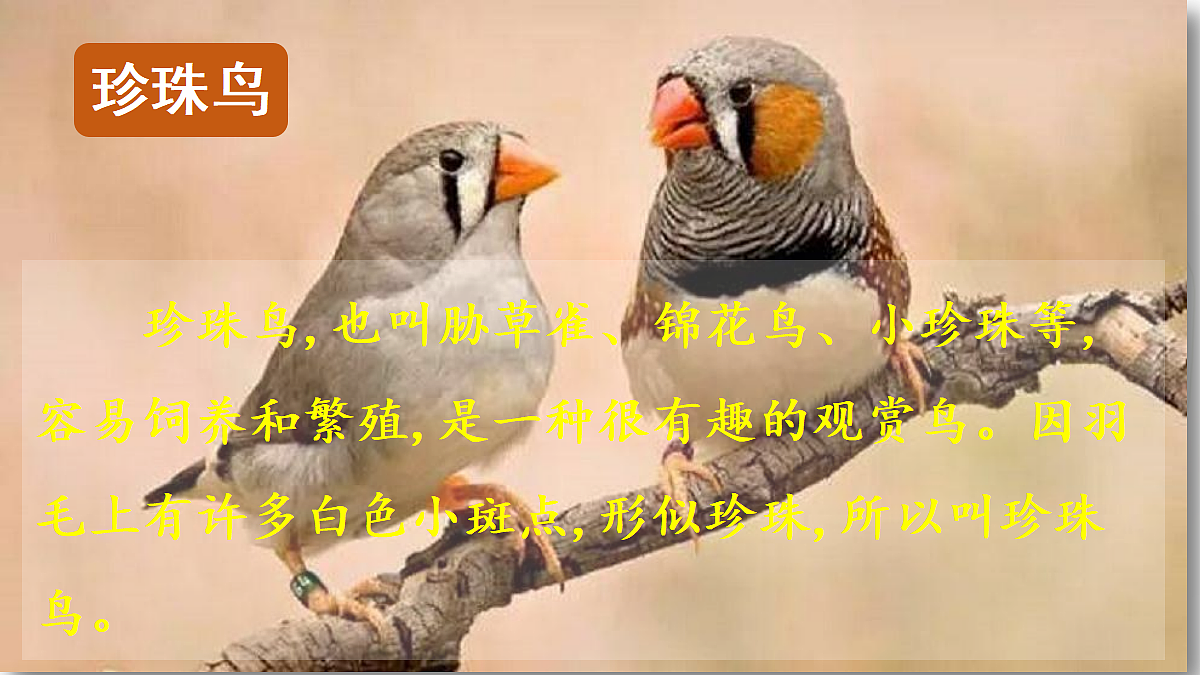 【教学课件】3.珍珠鸟第4页
