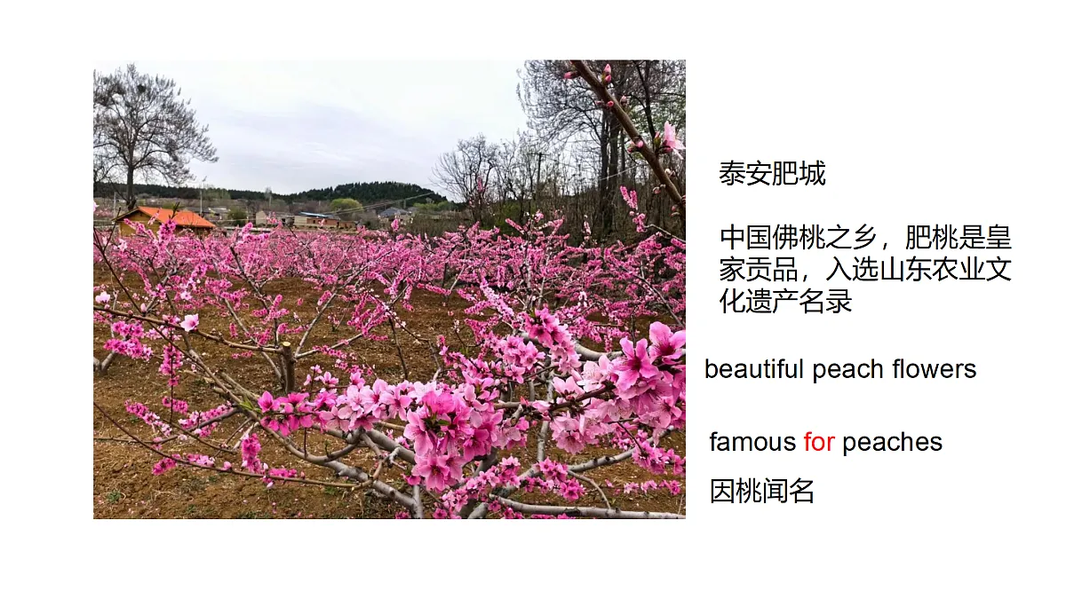 18685041第5页