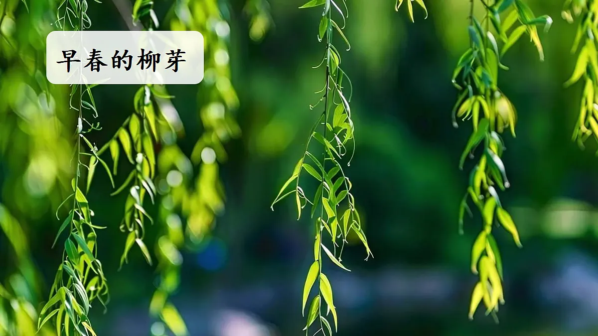 【教学课件】习作：我最喜爱的季节第1课时第3页