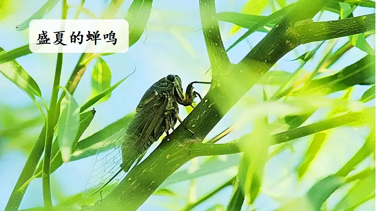 【教学课件】习作：我最喜爱的季节第1课时第4页