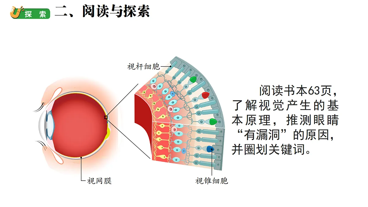 2.9科学阅读：光与视觉 》（课件）-2026-2027学年科学六年级上册教科版第6页