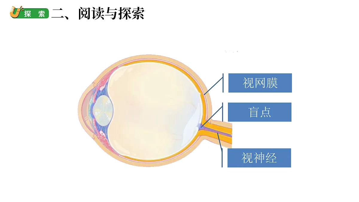 2.9科学阅读：光与视觉 》（课件）-2026-2027学年科学六年级上册教科版第7页