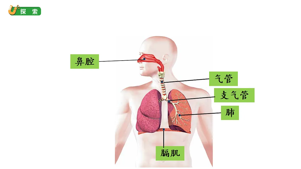 2.2《认识呼吸器官》教学课件（课件）-2026-2027学年科学四年级上册教科版第6页