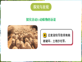 冀人版（2024）科学六年级上册 4.21 共建美好家园（课件）