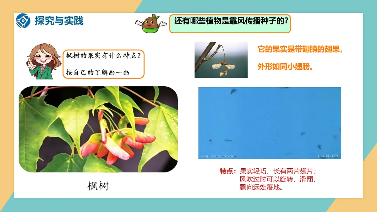 1.2《种子的传播》2026新教材第8页