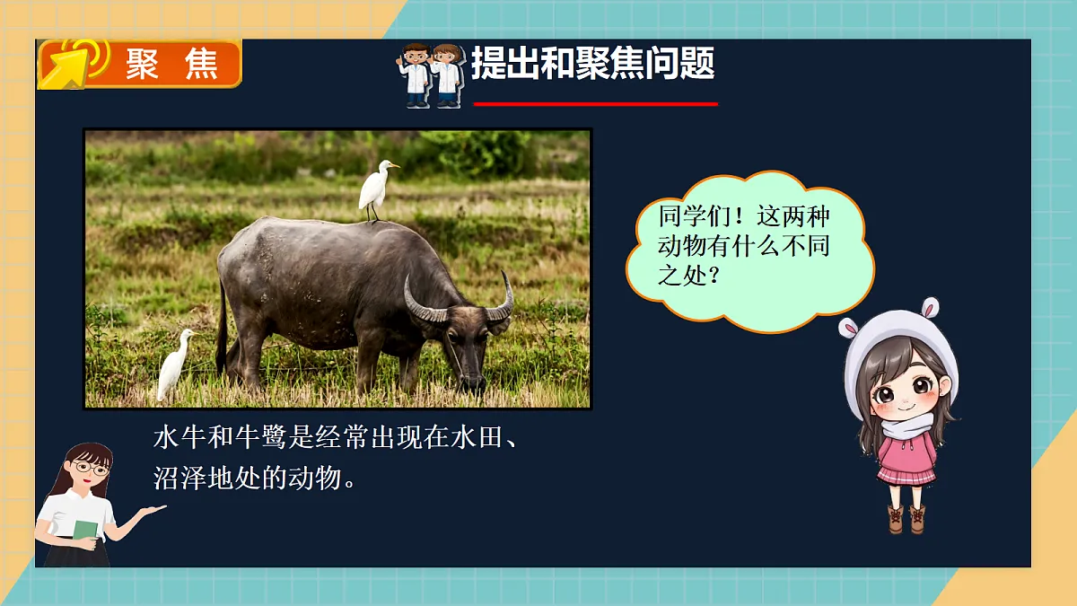1.2《鸟和哺乳动物》课件（2026新教材）第2页
