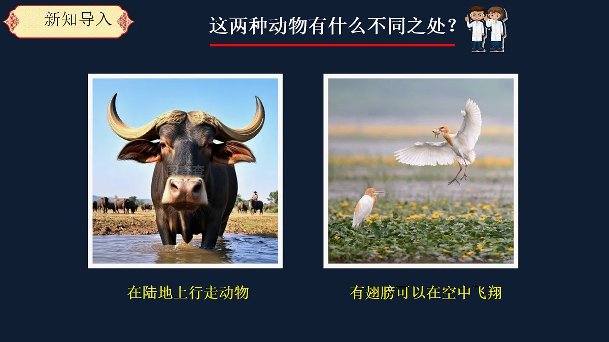 1.2《鸟和哺乳动物》课件（2026新教材）第3页