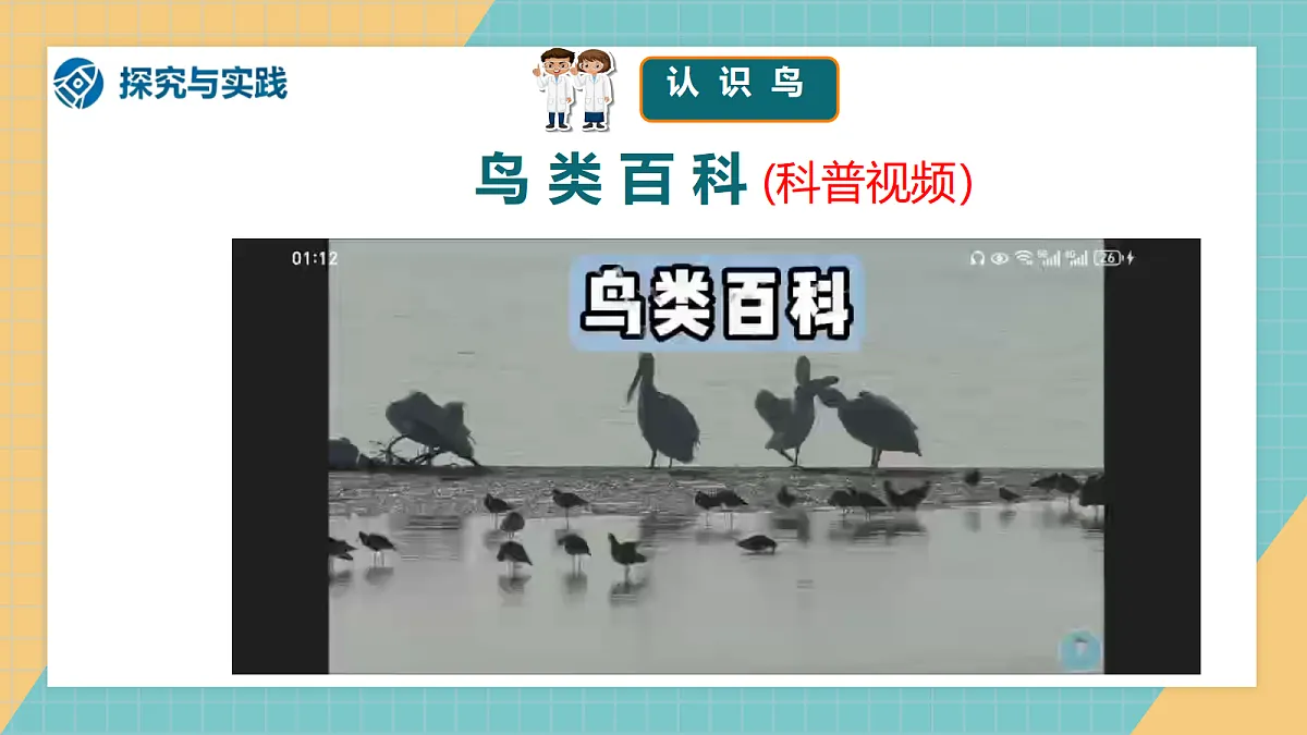 1.2《鸟和哺乳动物》课件（2026新教材）第4页