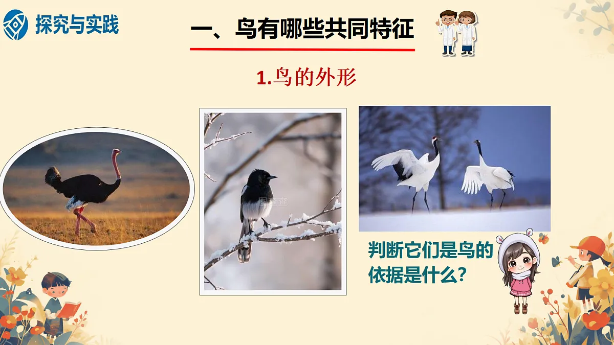 1.2《鸟和哺乳动物》课件（2026新教材）第5页