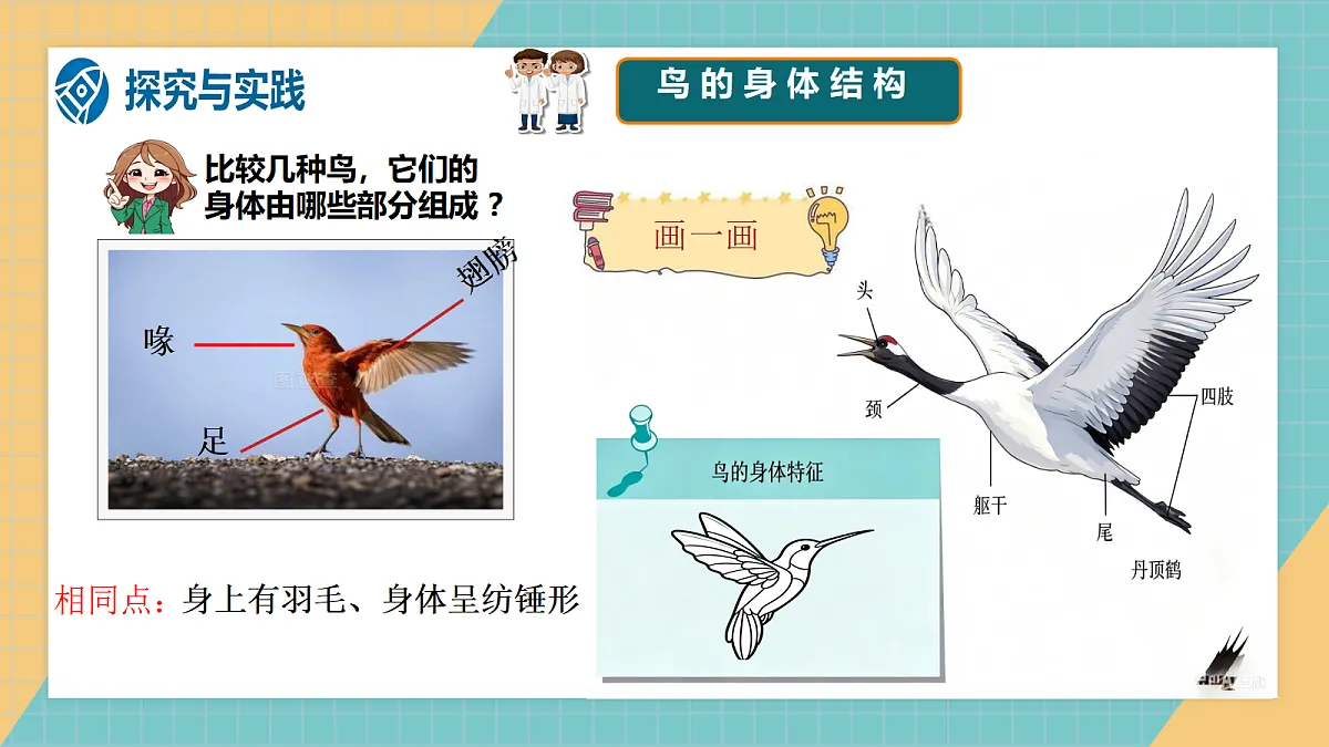 1.2《鸟和哺乳动物》课件（2026新教材）第6页