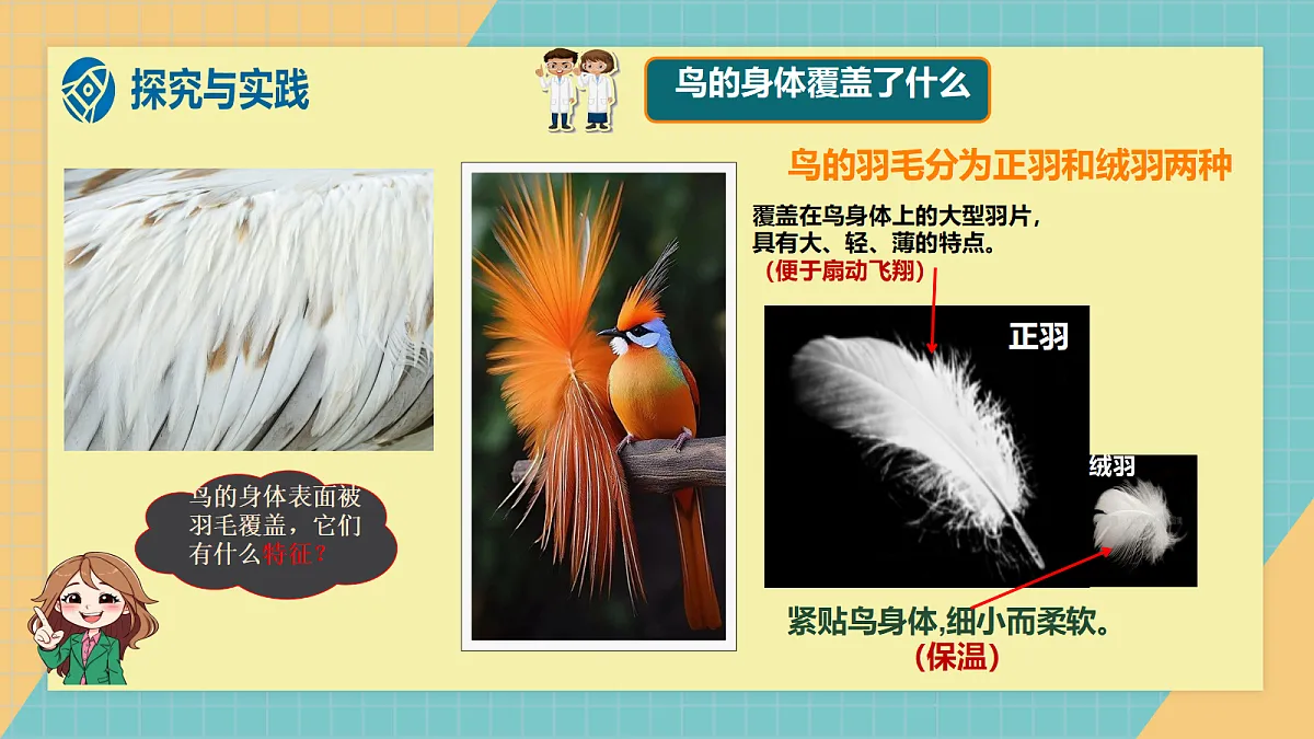 1.2《鸟和哺乳动物》课件（2026新教材）第7页