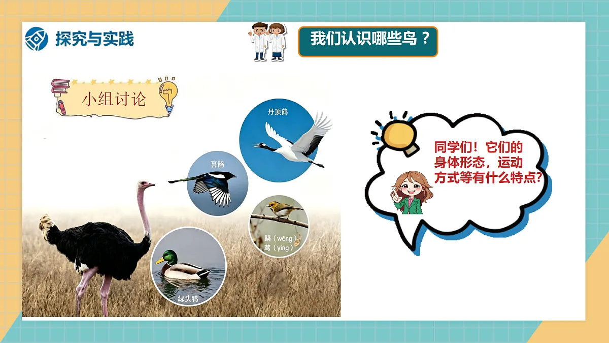 1.2《鸟和哺乳动物》课件（2026新教材）第8页
