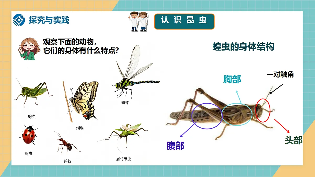 2.1《昆虫》2026新教材第3页