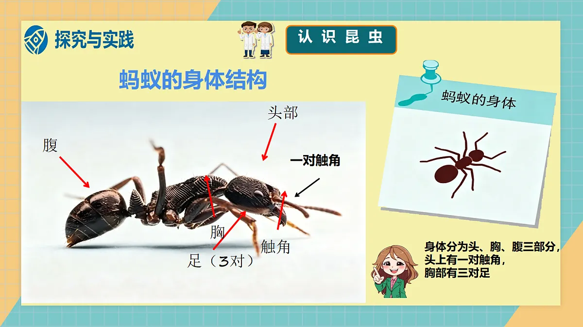 2.1《昆虫》2026新教材第4页
