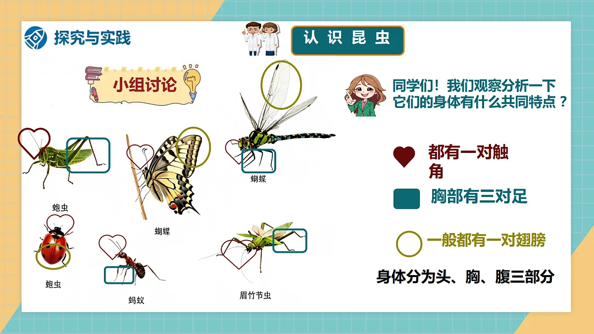 2.1《昆虫》2026新教材第6页