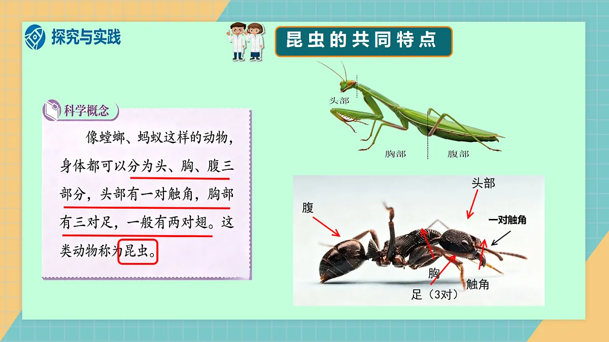 2.1《昆虫》2026新教材第7页