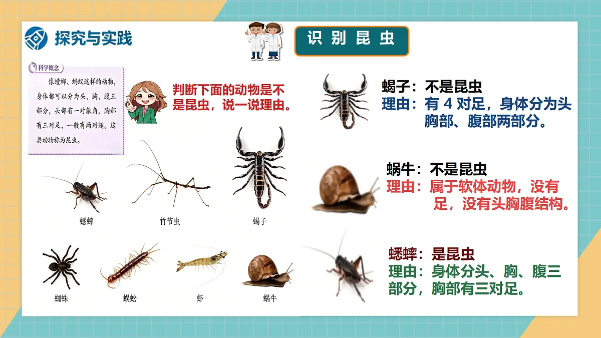 2.1《昆虫》2026新教材第8页