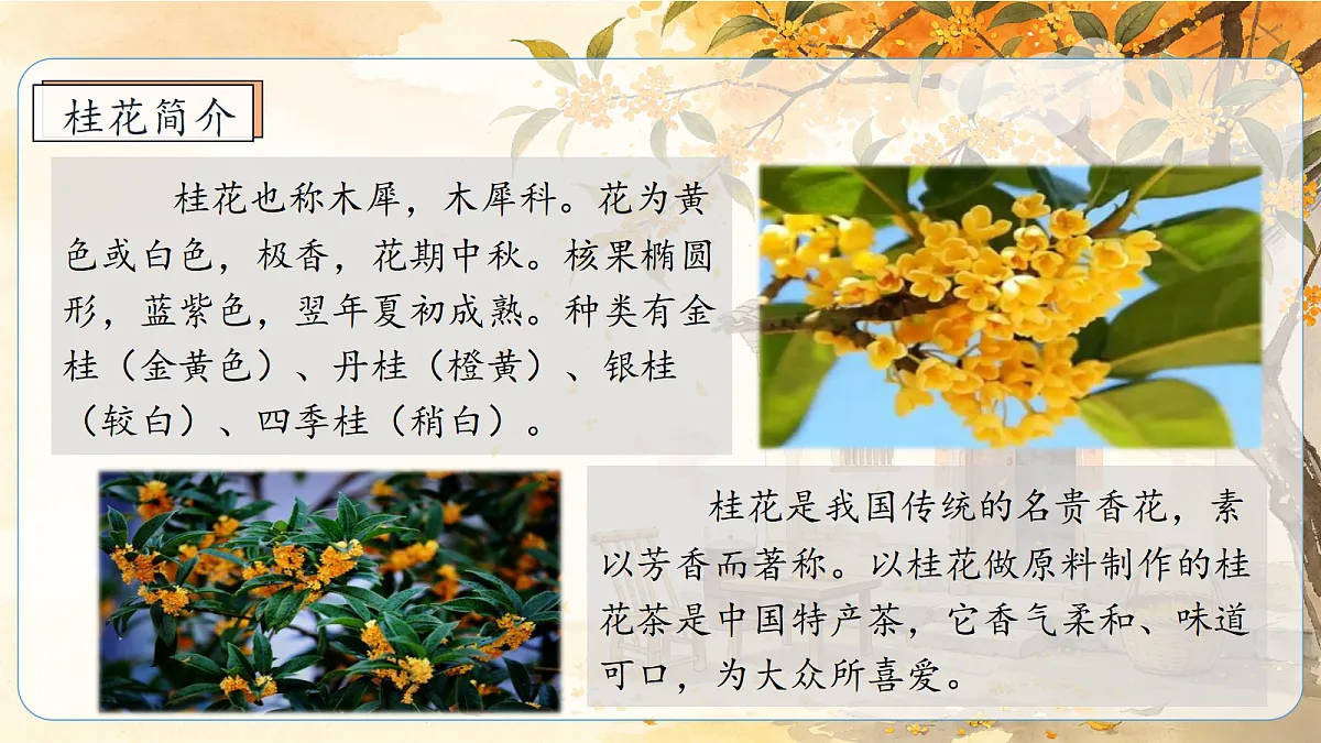 统编版语文五年级上册-1. 桂花雨（两课时）（课件）第4页