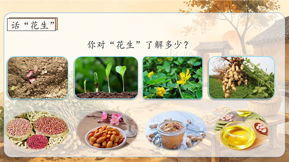 统编版语文五年级上册-2. 落花生（两课时）（课件）第3页