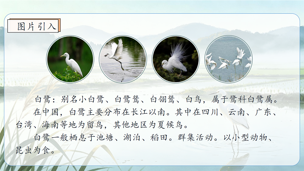 统编版语文五年级上册-22. 白鹭（两课时）（课件）第3页