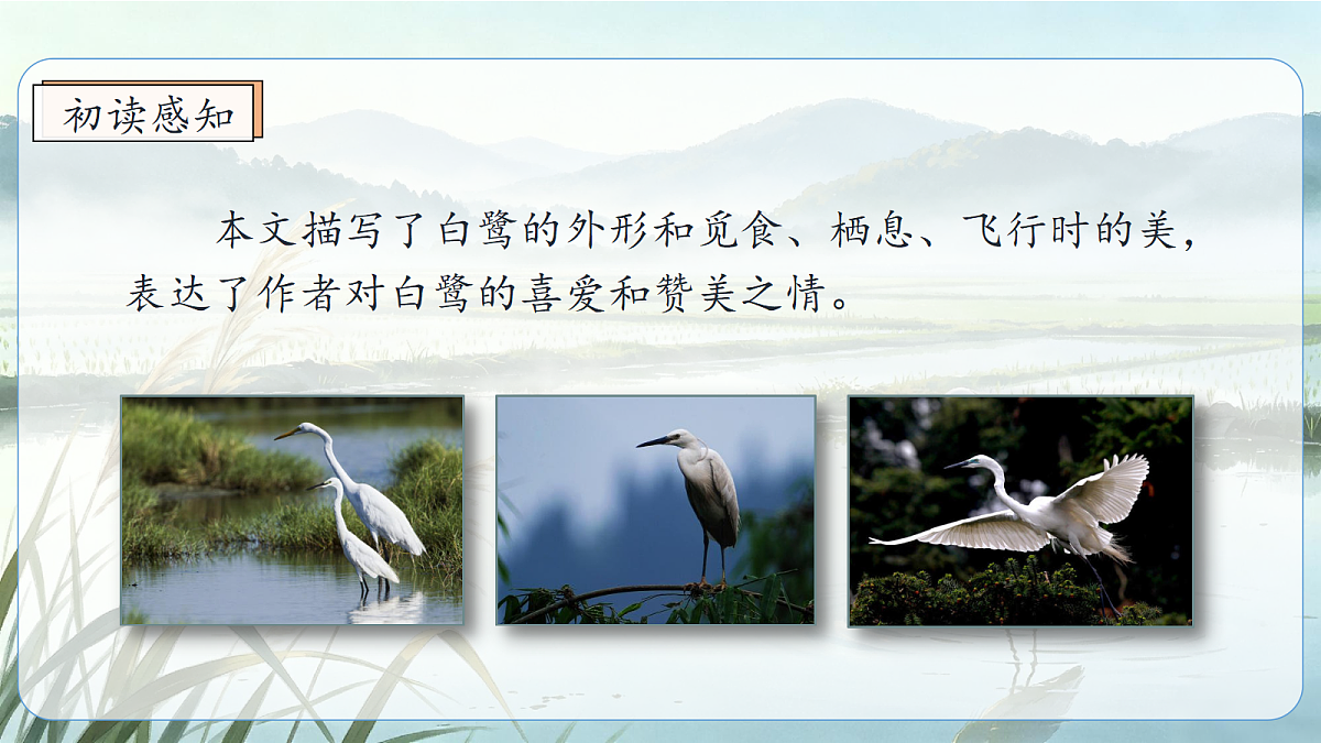 统编版语文五年级上册-22. 白鹭（两课时）（课件）第8页