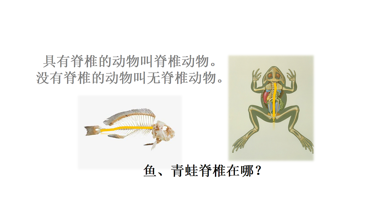 四上 1.1 《给动物分类》第8页