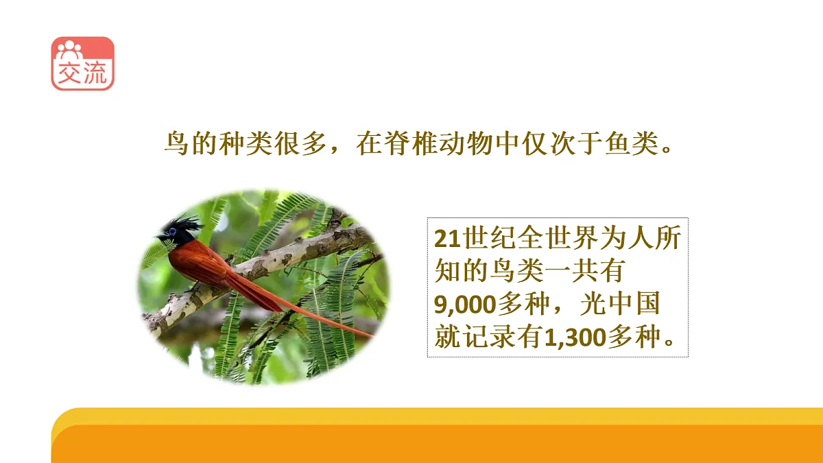 四上 1.3 《鸟类》课件第3页