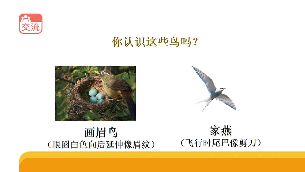 四上 1.3 《鸟类》课件第4页