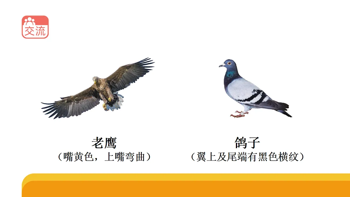 四上 1.3 《鸟类》课件第5页