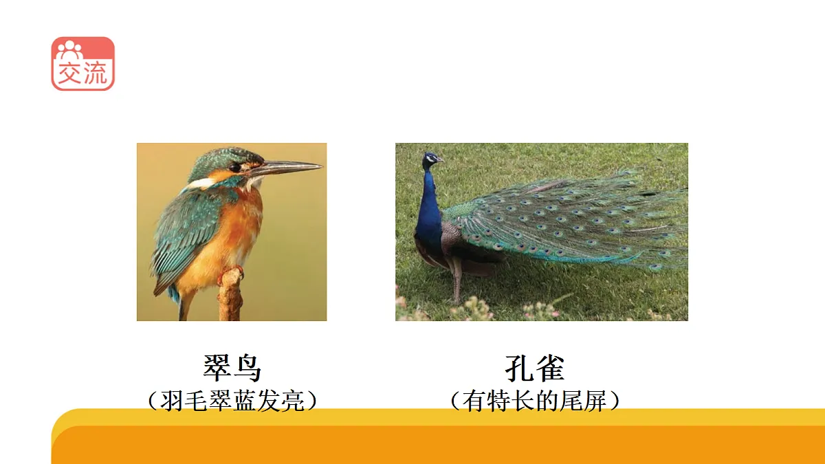 四上 1.3 《鸟类》课件第6页