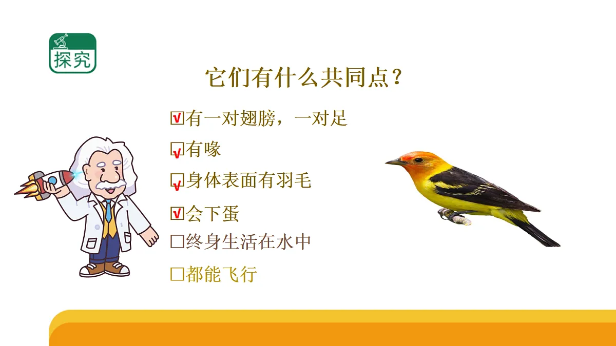 四上 1.3 《鸟类》课件第7页