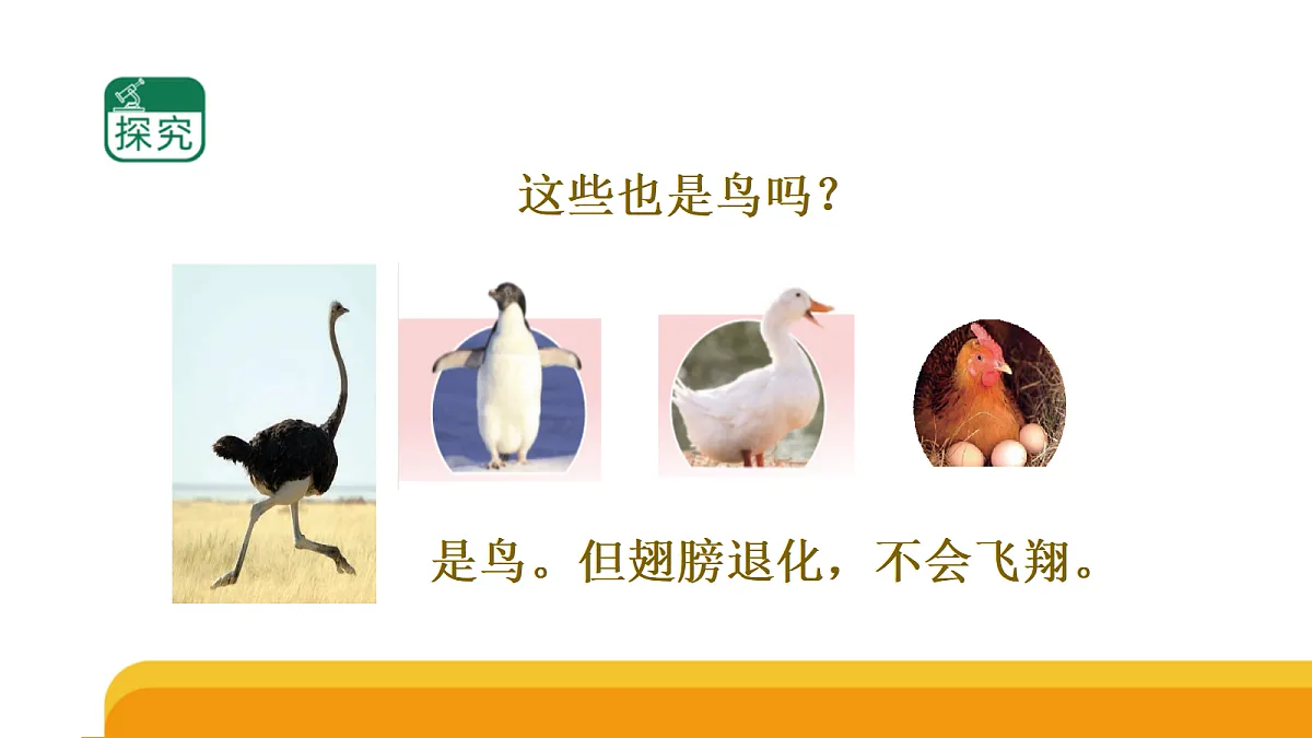 四上 1.3 《鸟类》课件第8页
