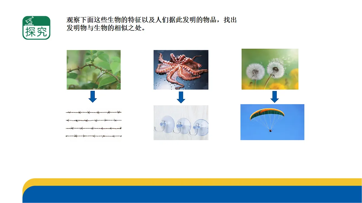 5-17《生物的启示》课件 2026-2027学年苏教版五年级科学上册第4页