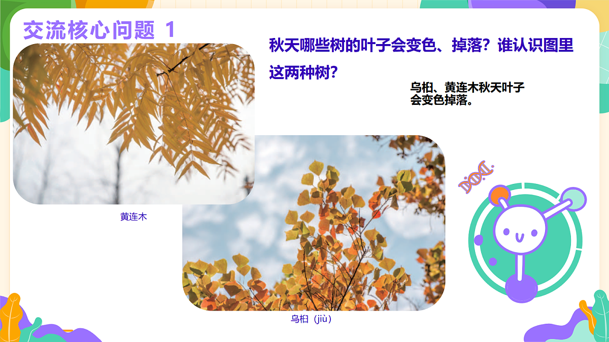 《探究秋叶的秘密》课件第6页