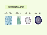第1单元 2 细胞（课件）2026-2027学年湘科版五年级科学上册