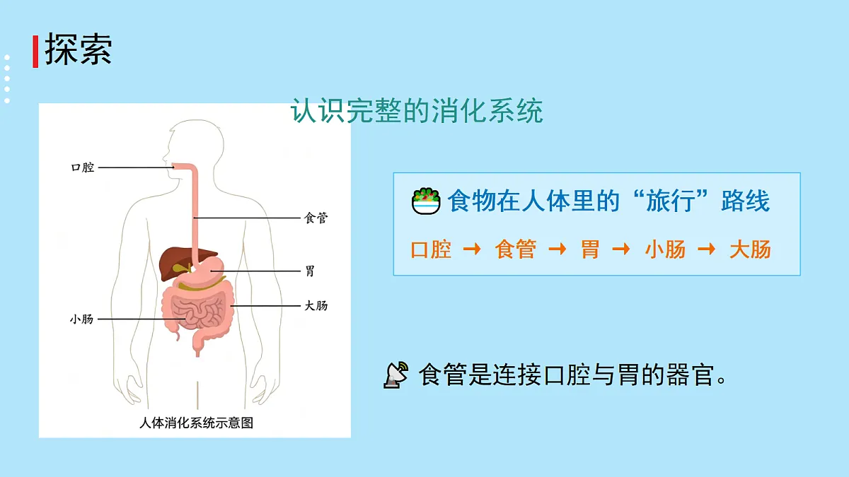 7.食物在身体里的旅行第4页