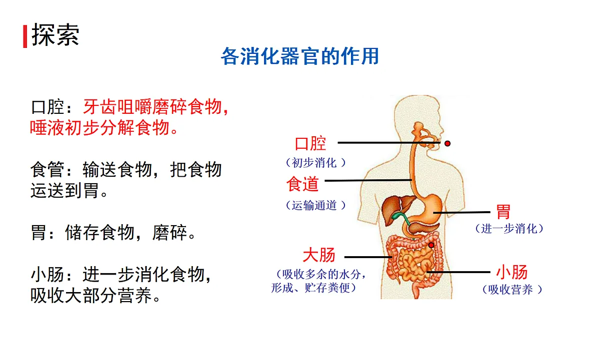 7.食物在身体里的旅行第5页