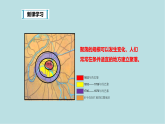 學(xué)習(xí)與探究----聚落發(fā)展與景觀變化PPT課件免費(fèi)下載