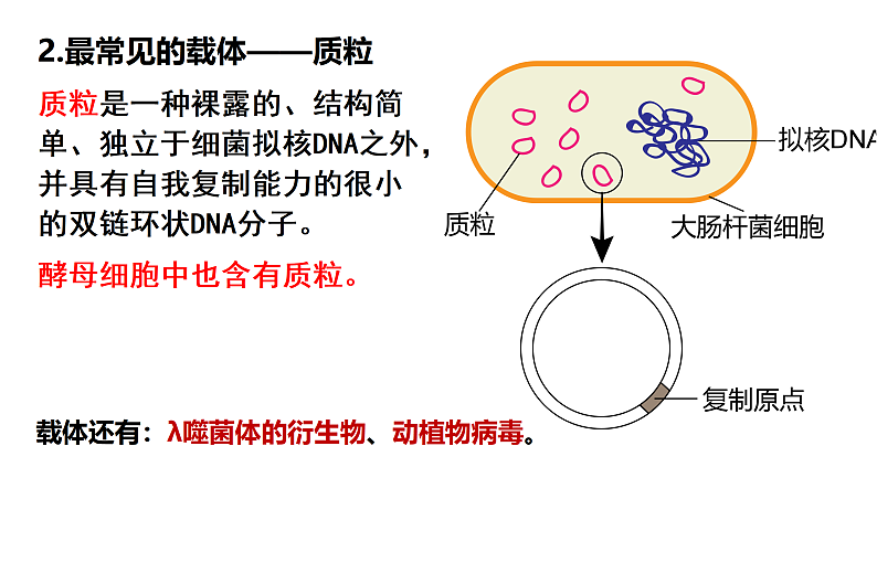 1.2基因工程基本操作程序-1第5页
