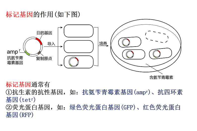 1.2基因工程基本操作程序-1第7页