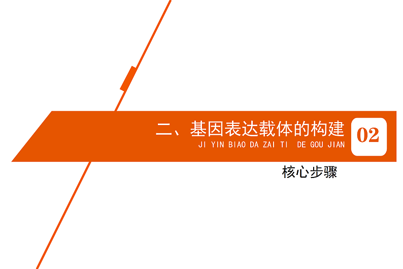 1.2基因工程基本操作程序-2第7页