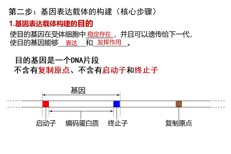 1.2基因工程基本操作程序-2第8页