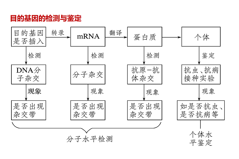 1.4基因检测与蛋白质工程第5页