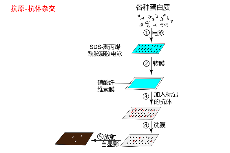 1.4基因检测与蛋白质工程第7页