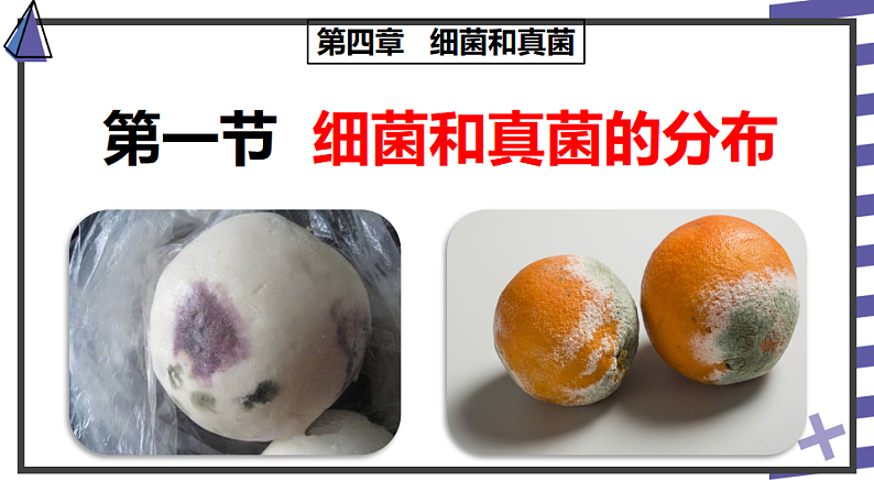 人教版八年级生物上册  5.4.1细菌和真菌的分布（35张PPT）02