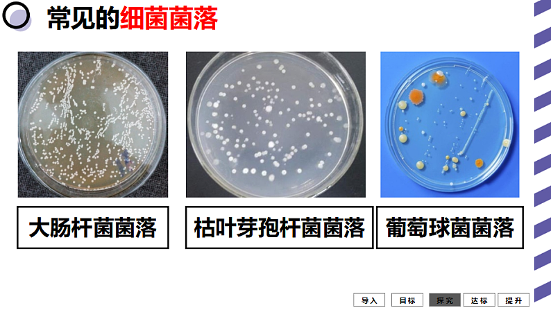 人教版八年级生物上册  5.4.1细菌和真菌的分布（35张PPT）06