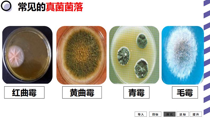 人教版八年级生物上册  5.4.1细菌和真菌的分布（35张PPT）07