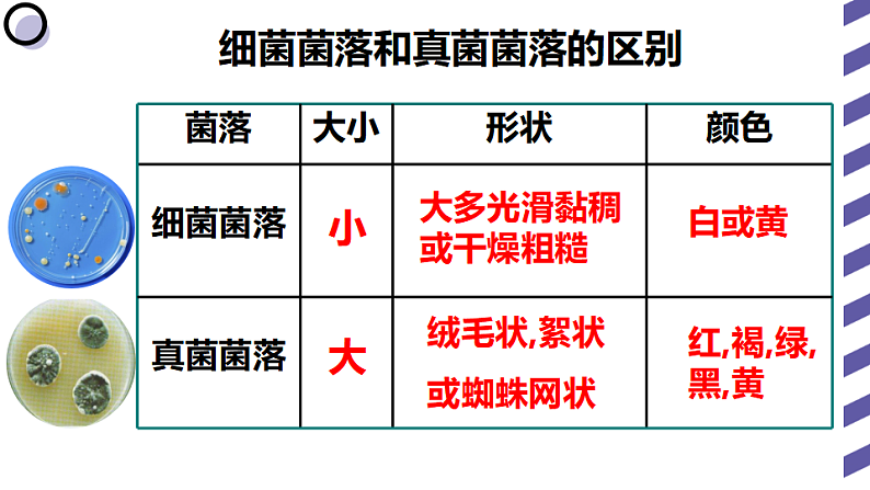 人教版八年级生物上册  5.4.1细菌和真菌的分布（35张PPT）08