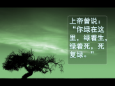 北师大版九年级下册第三单元比较与探究之《那树》课件 (共41张PPT)